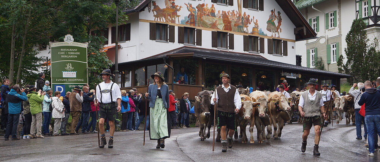 Yearly tradition: cattle drive in Hohenschwangau mid-September
